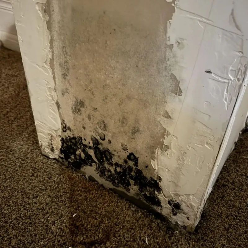 Professional Mold Removal in Wrightsville, GA